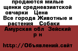 продаются милые щенки среднеазиатской овчарки › Цена ­ 30 000 - Все города Животные и растения » Собаки   . Амурская обл.,Зейский р-н